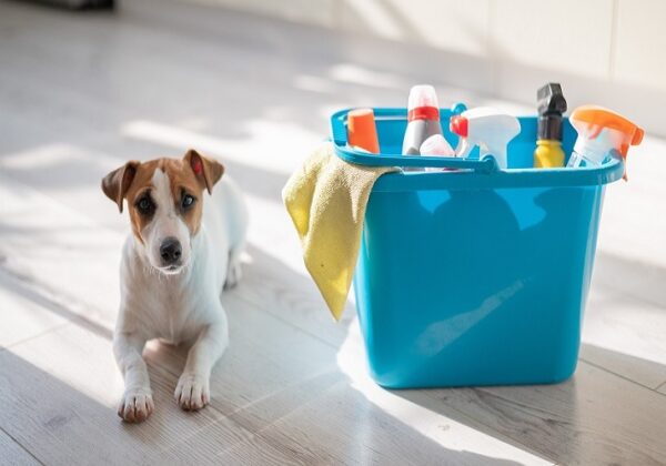 A smart, calm puppy lies next to a blue bucket of cleaning products in the kitchen. A set of detergents and a rag for home cleaning and a small dog on a wooden floor in the apartment. No people