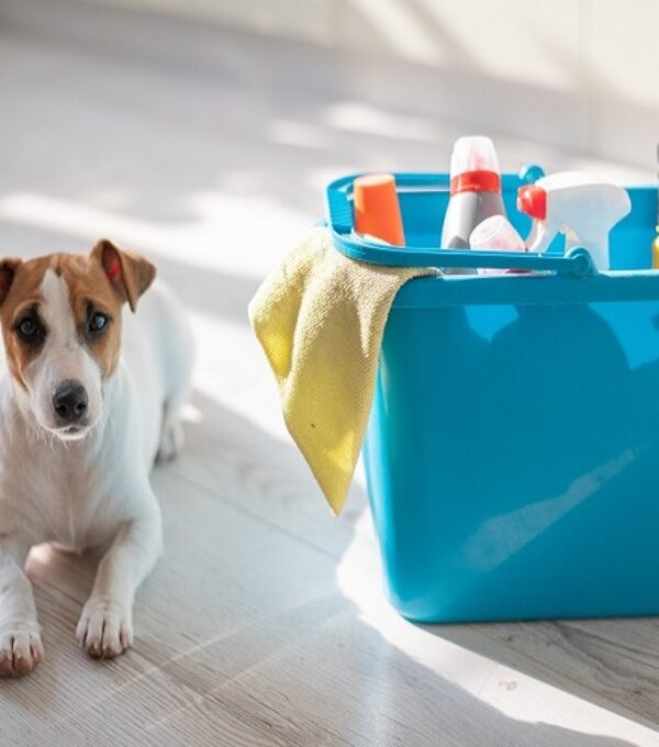 A smart, calm puppy lies next to a blue bucket of cleaning products in the kitchen. A set of detergents and a rag for home cleaning and a small dog on a wooden floor in the apartment. No people